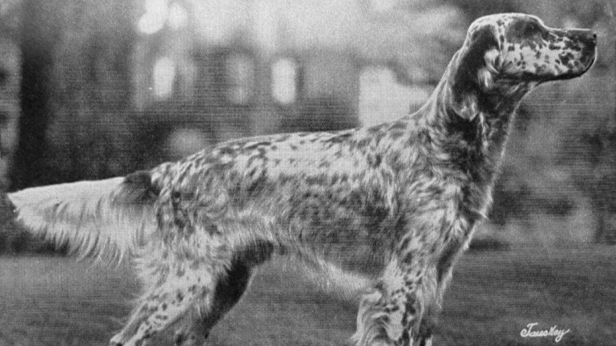 English Setter