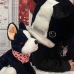 Boston Terrier