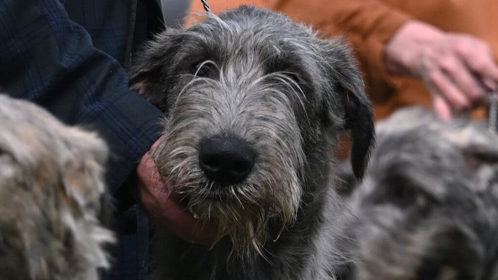 Irish Wolfhounds at the Irish Wolfhound Club of America 2025 National Specialty
