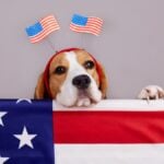 Cute beagle dog near the American flag.