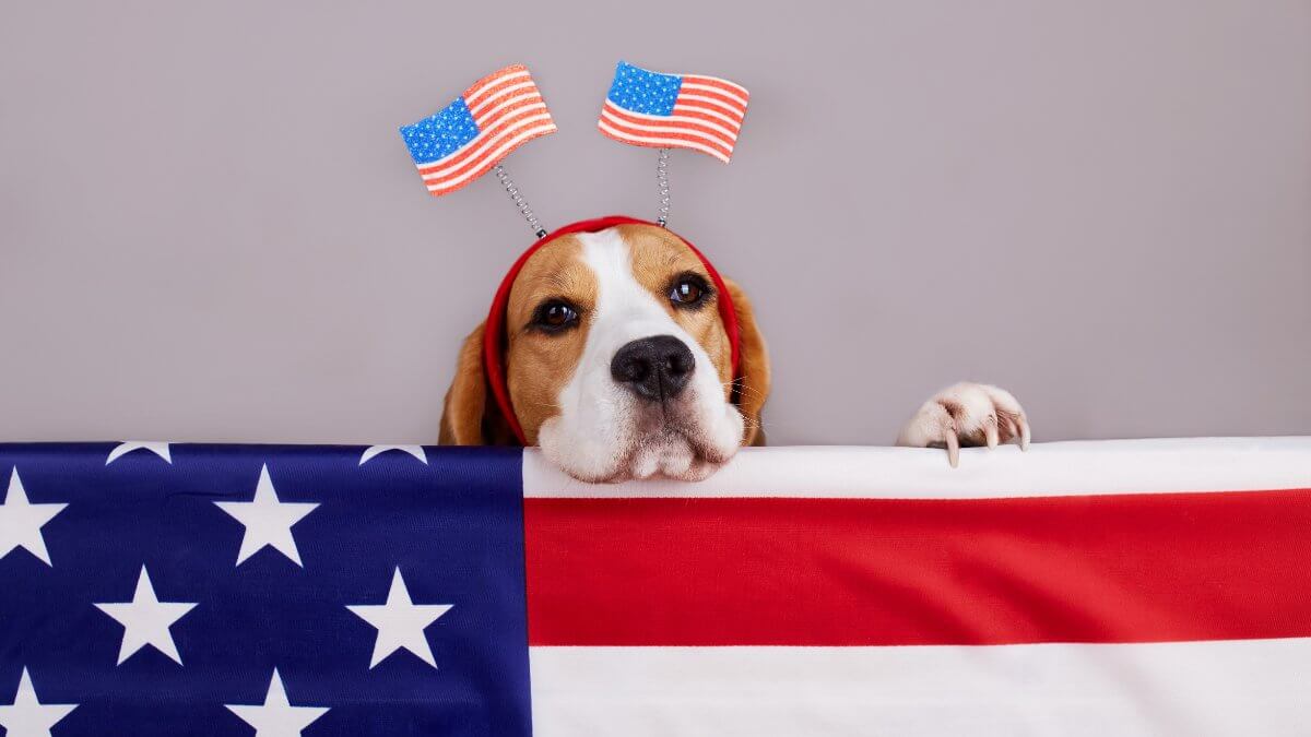 Cute beagle dog near the American flag.
