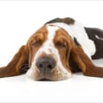 Basset Hound isolated on white background