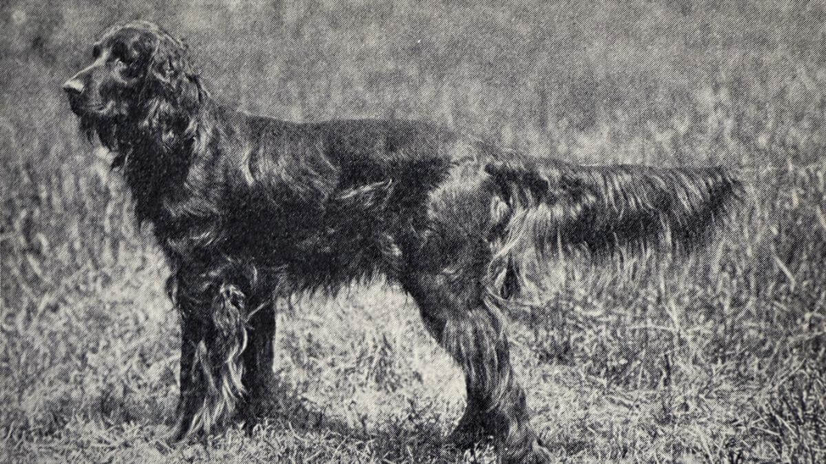 Gordon Setter
