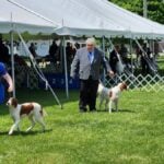 Toledo Kennel Club Dog Show | Maumee, OH
