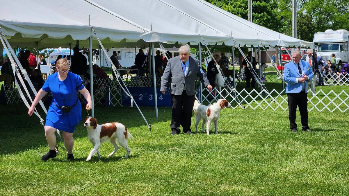 Toledo Kennel Club Dog Show | Maumee, OH