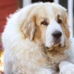 Close-up of a Pyrenean Mastiff dog