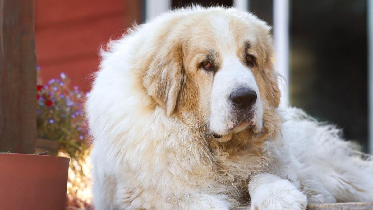 Close-up of a Pyrenean Mastiff dog