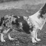 Cardigan Welsh Corgi