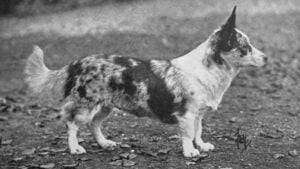 Cardigan Welsh Corgi
