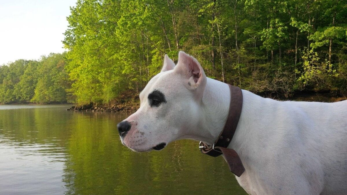 Close-up side photo of a Dogo Argentino