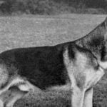 Modern-Dog-Encyclopedia_German-Shepherd-Dog