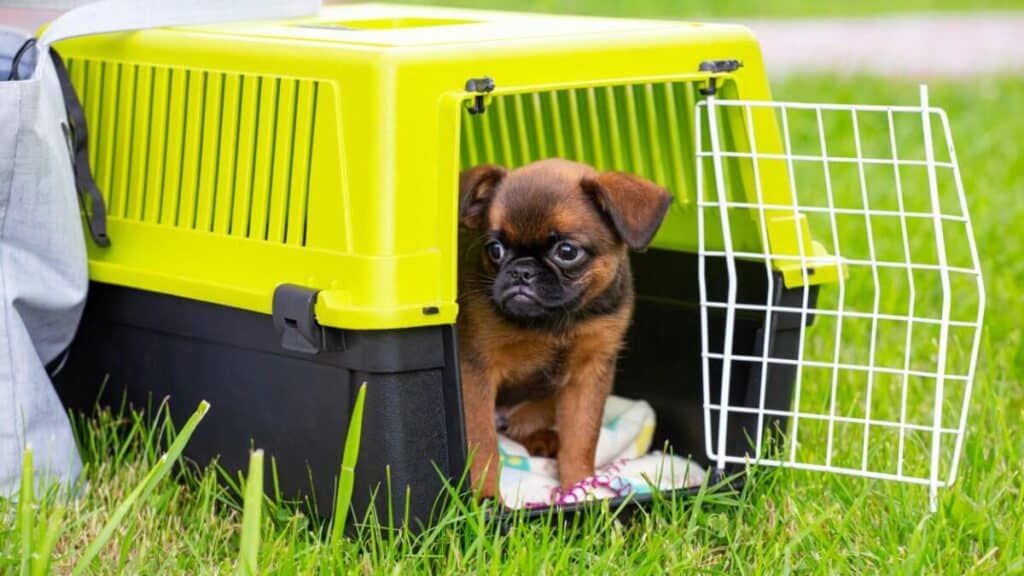 Brown cute Brussels Griffon puppy sitting in a plastic dog carrier outdoors.