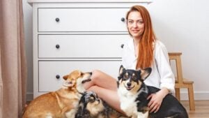 Woman sitting on a floor with her three dogs at home, two corgi and merle spire