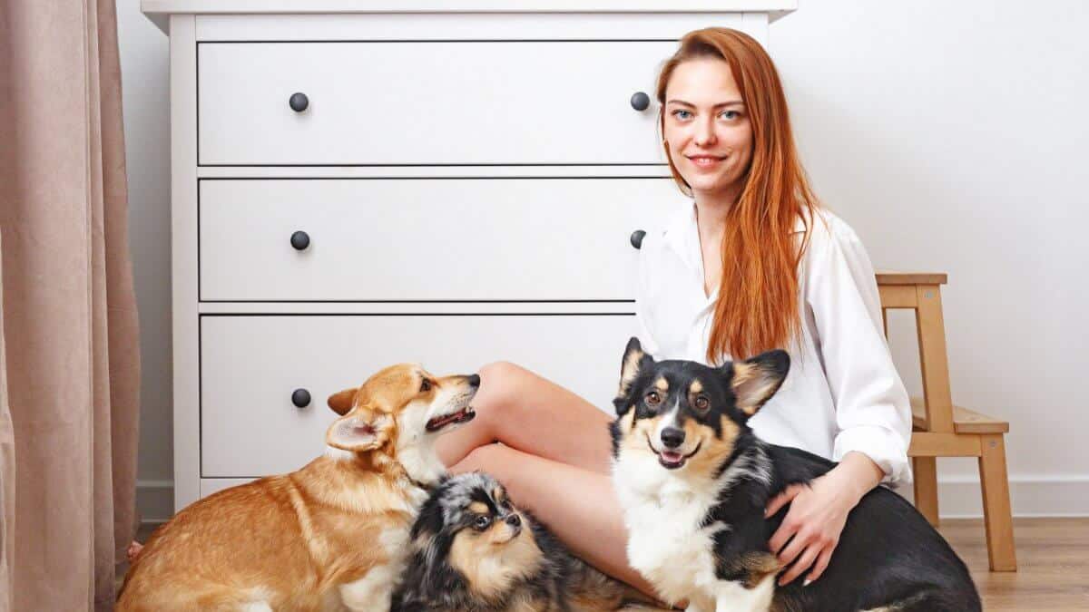 Woman sitting on a floor with her three dogs at home, two corgi and merle spire