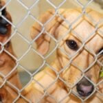 Cute dog at an Animal Shelter. A cute dog jumping up inside a cage at an animal shelter.