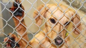 Cute dog at an Animal Shelter. A cute dog jumping up inside a cage at an animal shelter.