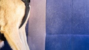 Wool, dog hair, on furniture, car seat. Pet care and pet grooming. Dog hair on the car seat. The concept of seasonal molting of pets, caring for dogs and cats at home.