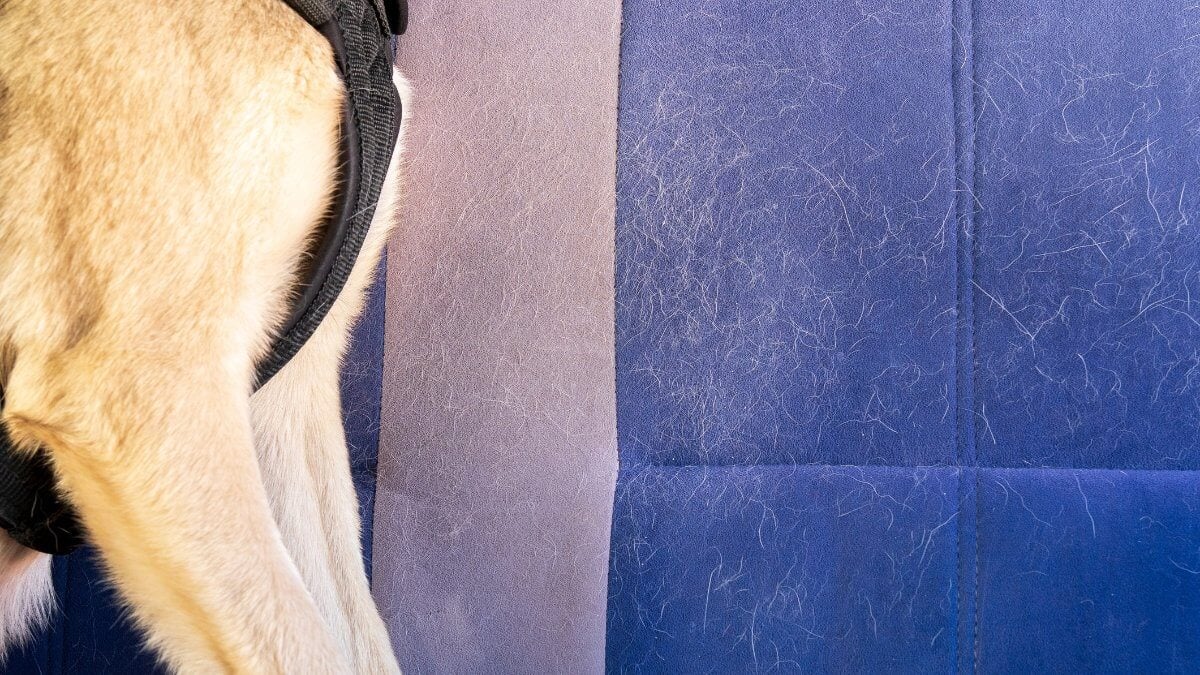 Wool, dog hair, on furniture, car seat. Pet care and pet grooming. Dog hair on the car seat. The concept of seasonal molting of pets, caring for dogs and cats at home.