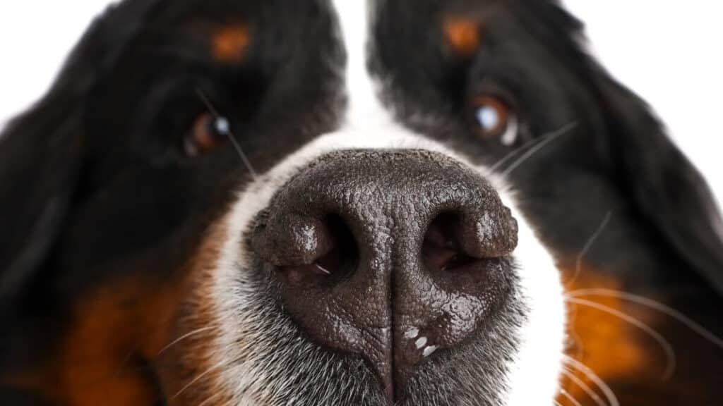 Photo Bernese Mountain Dog on a white background. Studio shot of a dog in front of an isolated background.