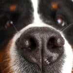 Photo Bernese Mountain Dog on a white background. Studio shot of a dog in front of an isolated background.