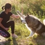 Alaskan malamut dog high five to his beautiful owner girl in summer day sitting on the grass