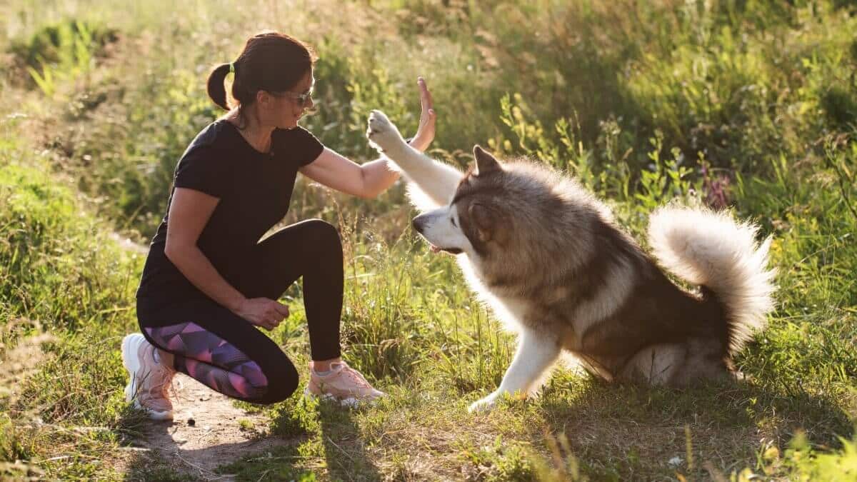Alaskan malamut dog high five to his beautiful owner girl in summer day sitting on the grass
