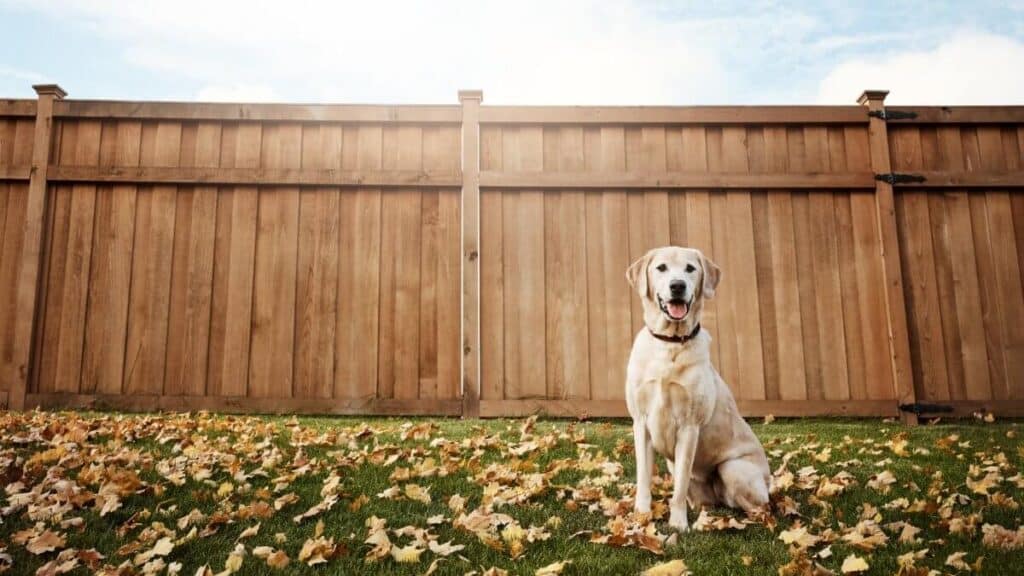 Dog sitting in front of a fence.