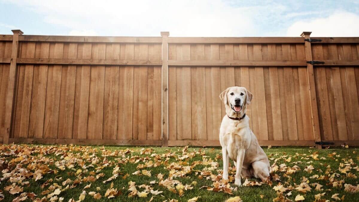 Dog sitting in front of a fence.