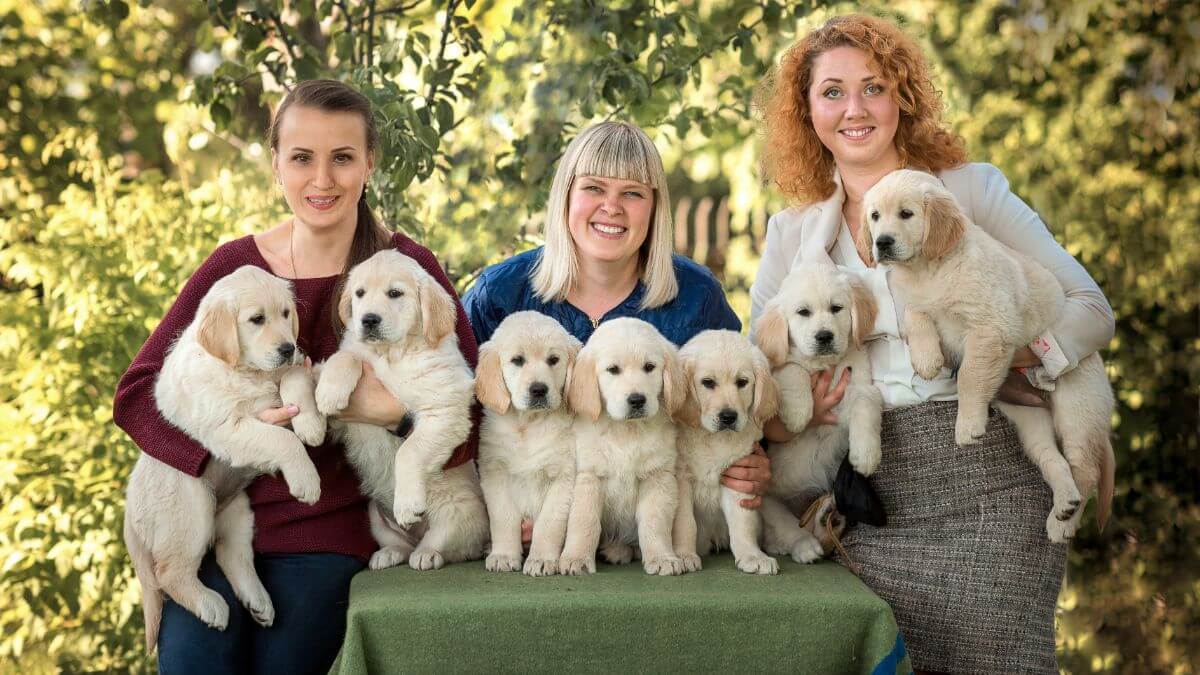 Three girls hold Golden Retriever puppies in their arms in summer in the park