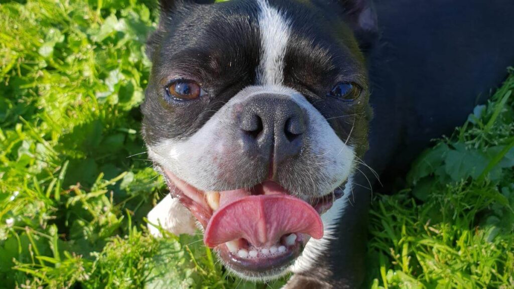 Boston Terrier