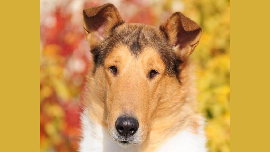 Collies The Loss of Expression