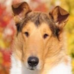 Collies The Loss of Expression