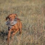 A Day In the Life of a Bird Dog