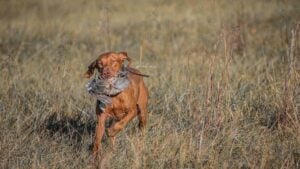 A Day In the Life of a Bird Dog