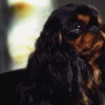 Cavalier King Charles Spaniel