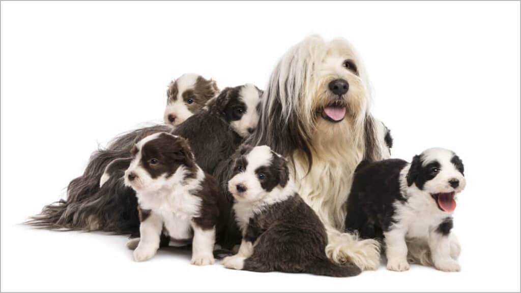 Bearded Collie puppies, 6 weeks old, around their mother sitting against white background