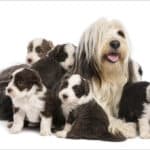 Bearded Collie puppies, 6 weeks old, around their mother sitting against white background