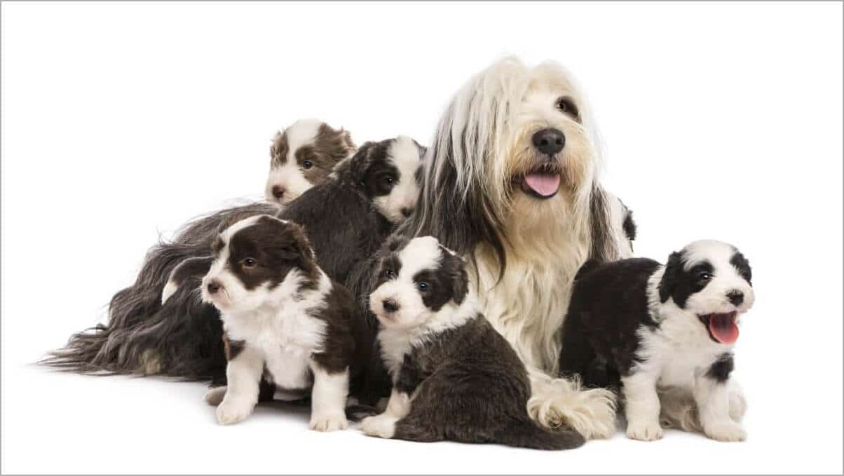 Bearded Collie puppies, 6 weeks old, around their mother sitting against white background