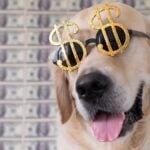 Portrait of a dog in dollar sunglasses on a background of money. A Golden Retriever sits in front of a hundred dollar bill.