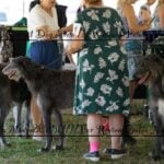 2025 Hickories Circuit Dog Show | Whitney Point, NY