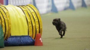 Affenpinscher