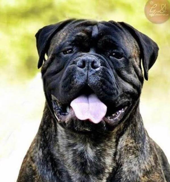 Correct-Brindle-Male-Head-Cropped