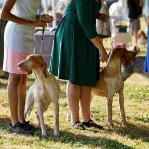 2025 Hickories Circuit Dog Show