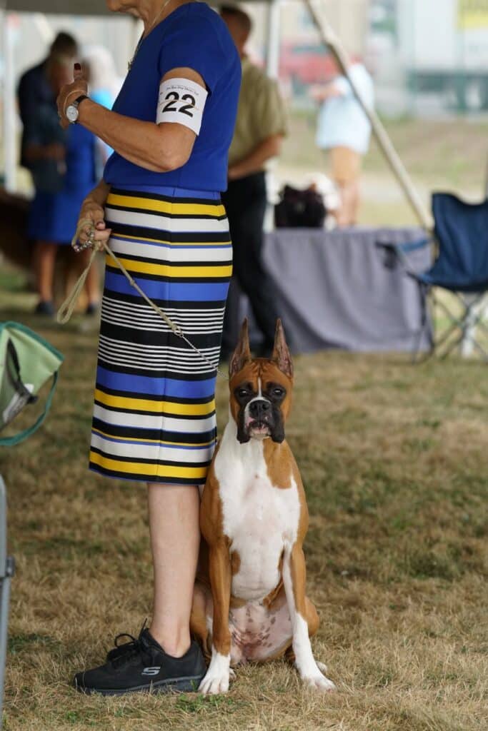 2025 Hickories Circuit Dog Show