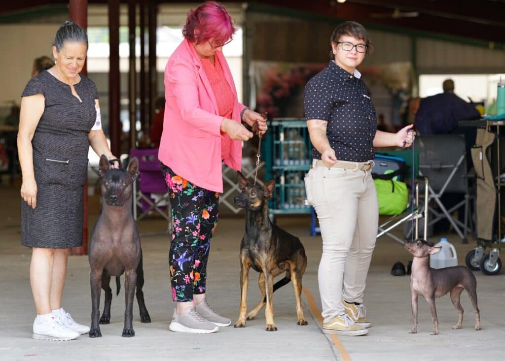 2025 Hickories Circuit Dog Show
