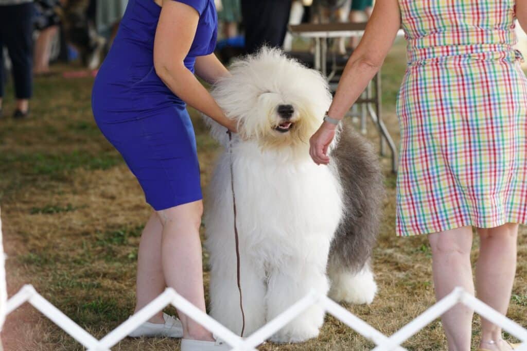 2025 Hickories Circuit Dog Show