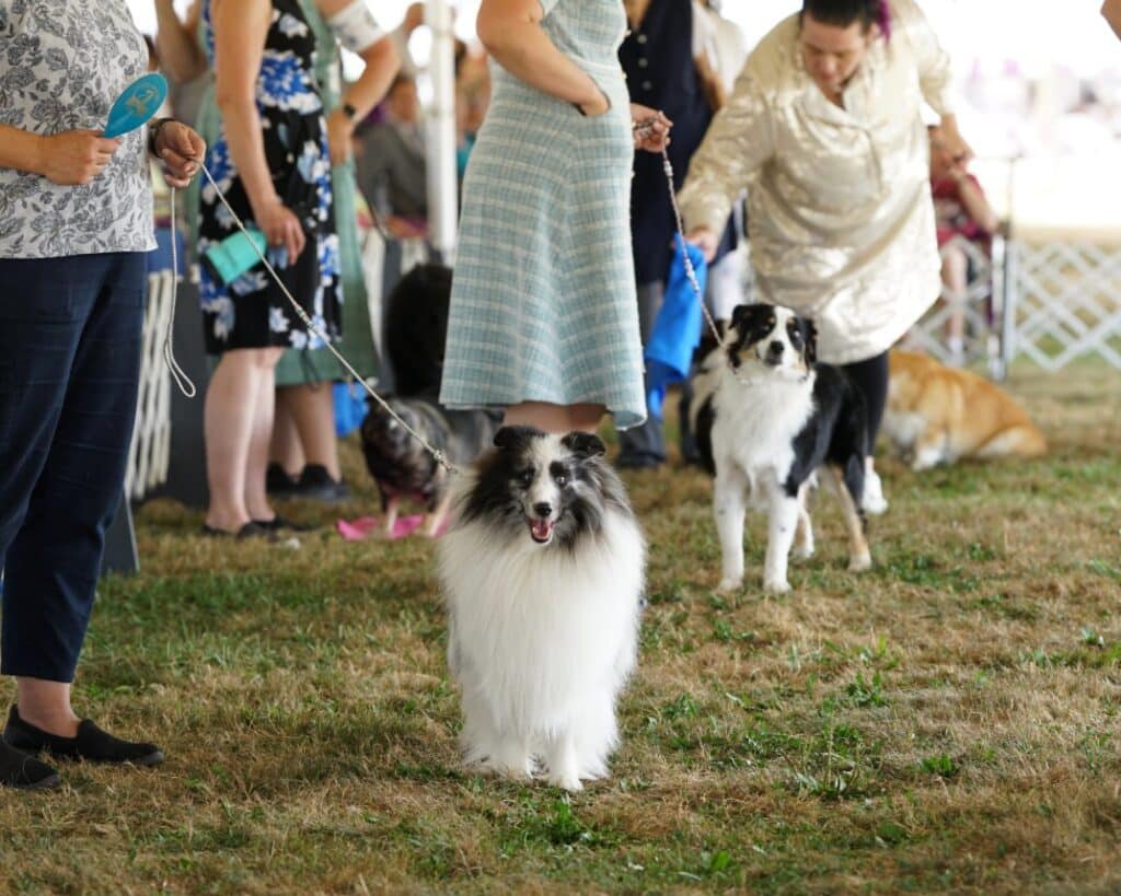 2025 Hickories Circuit Dog Show