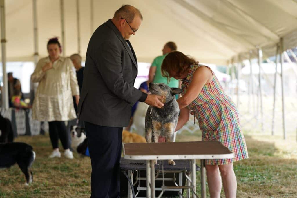 2025 Hickories Circuit Dog Show