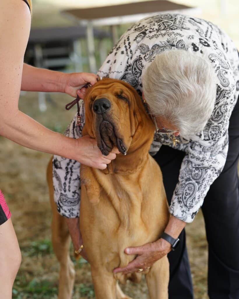 2025 Hickories Circuit Dog Show