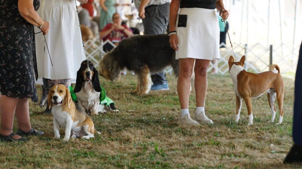 2025 Hickories Circuit Dog Show